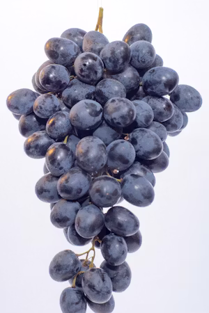 Wine, Cider & Spirits